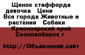 Щенок стаффорда девочка › Цена ­ 20 000 - Все города Животные и растения » Собаки   . Красноярский край,Сосновоборск г.